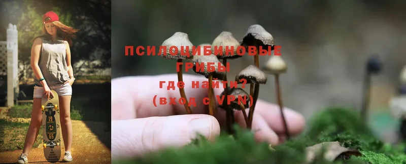 Псилоцибиновые грибы Cubensis  Александровск-Сахалинский 